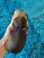 Cooper, a male Pug for sale in Garfield, KY – Photo 2 of 2