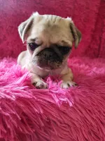 Marlo, a female Pug for sale in Garfield, KY – Photo 2 of 2