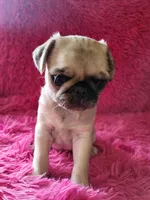 Marlo, a female Pug for sale in Garfield, KY – Photo 1 of 2