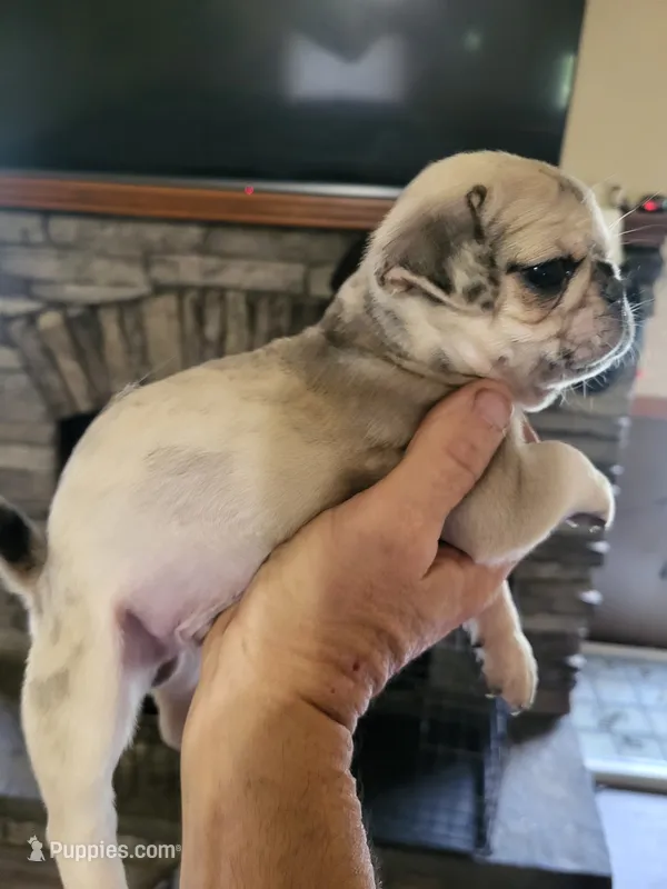 Jax – Pug puppy for sale in Garfield, KY
