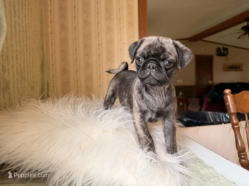 Duncan – Pug puppy for sale in Garfield, KY