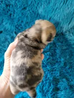 Tex, a male Pug for sale in Garfield, KY – Photo 2 of 2