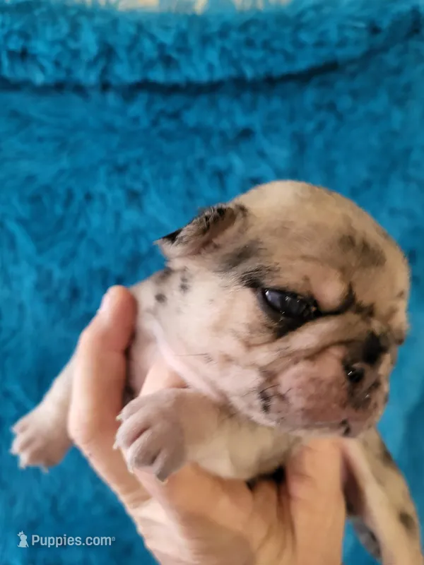 Tex – Pug puppy for sale in Garfield, KY