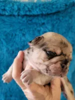 Tex, a male Pug for sale in Garfield, KY – Photo 1 of 2