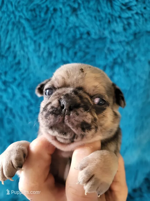Jax – Pug puppy for sale in Garfield, KY