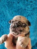 Jax, a male Pug for sale in Garfield, KY – Photo 1 of 3
