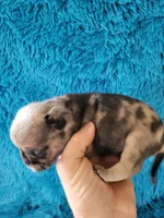 Jax, a male Pug for sale in Garfield, KY – Photo 3 of 3