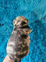 Jax, a male Pug for sale in Garfield, KY – Photo 2 of 3