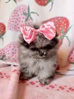 Teacup Jasmine , a female Pomeranian for sale in Miami Beach, FL – 2 of 4