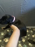 Pink male, a male Doberman Pinscher for sale in Miami Beach, FL – Photo 1 of 4