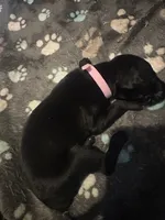 Pink male, a male Doberman Pinscher for sale in Miami Beach, FL – Photo 3 of 4