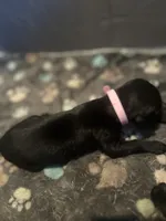 Pink male, a male Doberman Pinscher for sale in Miami Beach, FL – Photo 4 of 4