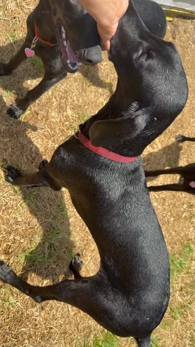 Puppy sale for Orange female, a female Doberman Pinscher for sale in Miami Beach, FL – 5 of 6