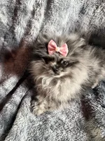 Lilly , a female Pomeranian for sale in Miami Beach, FL – 3 of 3