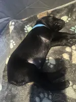 Blue female, a female Doberman Pinscher for sale in Miami Beach, FL – Photo 4 of 4