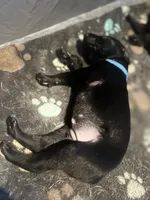 Blue female, a female Doberman Pinscher for sale in Miami Beach, FL – Photo 3 of 4