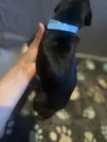 Blue female, a female Doberman Pinscher for sale in Miami Beach, FL – Photo 1 of 4