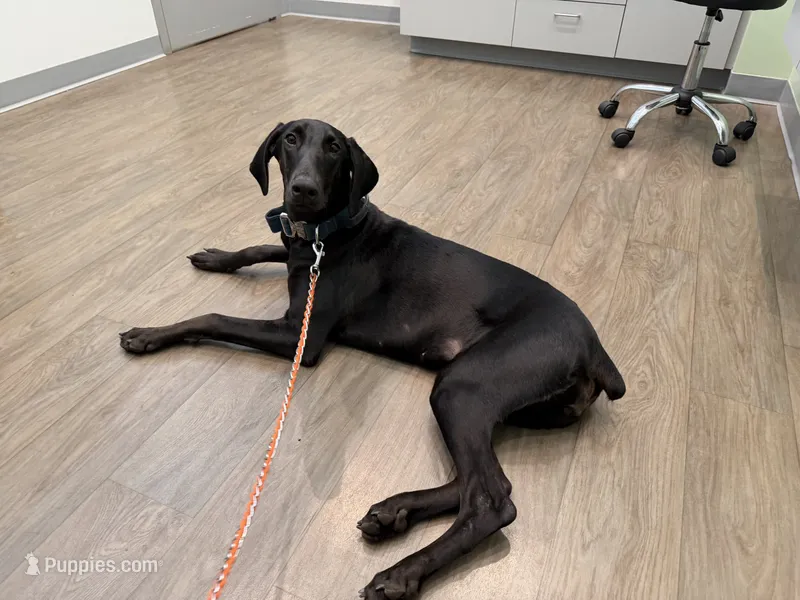 Puppy sale for Orange female – Doberman Pinscher puppy for sale in Miami Beach, FL