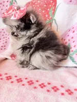 Teacup Jasmine , a female Pomeranian for sale in Miami Beach, FL – 4 of 4