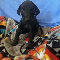 Purple female, a female Doberman Pinscher for sale in Miami Beach, FL – Photo 1 of 5