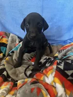 Purple female, a female Doberman Pinscher for sale in Miami Beach, FL – Photo 1 of 5