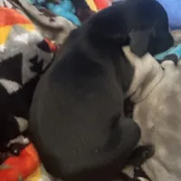 Purple female, a female Doberman Pinscher for sale in Miami Beach, FL – Photo 4 of 5