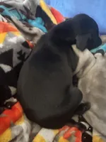 Purple female, a female Doberman Pinscher for sale in Miami Beach, FL – Photo 4 of 5