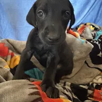 Purple female, a female Doberman Pinscher for sale in Miami Beach, FL – Photo 5 of 5