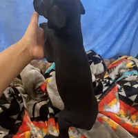 Purple female, a female Doberman Pinscher for sale in Miami Beach, FL – Photo 2 of 5