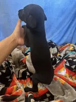 Purple female, a female Doberman Pinscher for sale in Miami Beach, FL – Photo 2 of 5