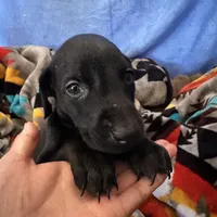 Purple female, a female Doberman Pinscher for sale in Miami Beach, FL – Photo 3 of 5