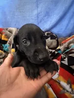 Purple female, a female Doberman Pinscher for sale in Miami Beach, FL – Photo 3 of 5