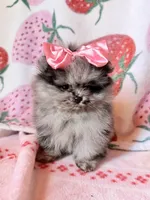 Teacup Jasmine , a female Pomeranian for sale in Miami Beach, FL – 1 of 4