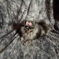 Lilly , a female Pomeranian for sale in Miami Beach, FL – 2 of 3
