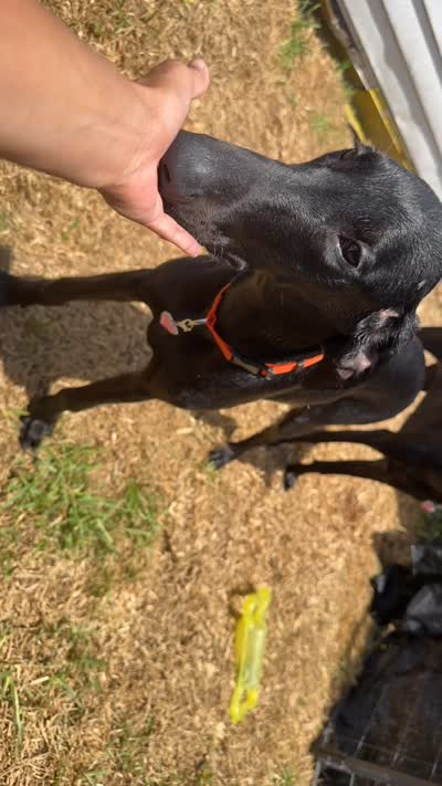 Puppy sale for Orange female, a female Doberman Pinscher for sale in Miami Beach, FL – 4 of 6