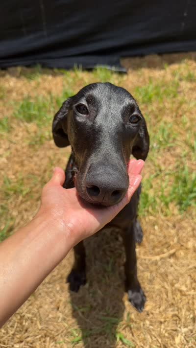 Puppy sale for Orange female, a female Doberman Pinscher for sale in Miami Beach, FL – 6 of 6
