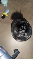 Teacup Jasmine , a female Pomeranian for sale in Miami Beach, FL – 1 of 5