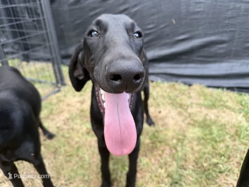 Puppy sale for Red male  – Doberman Pinscher puppy for sale in Miami Beach, FL