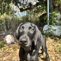 Green male, a male Doberman Pinscher for sale in Miami Beach, FL – Photo 2 of 5