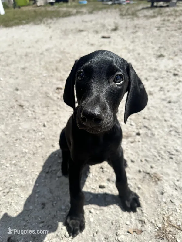 Green male – Doberman Pinscher puppy for sale in Miami Beach, FL