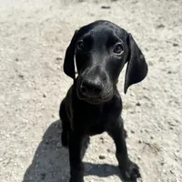 Green male, a male Doberman Pinscher for sale in Miami Beach, FL – Photo 1 of 5