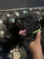 Green male, a male Doberman Pinscher for sale in Miami Beach, FL – Photo 2 of 4