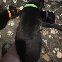 Green male, a male Doberman Pinscher for sale in Miami Beach, FL – Photo 5 of 5