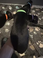 Green male, a male Doberman Pinscher for sale in Miami Beach, FL – Photo 1 of 4