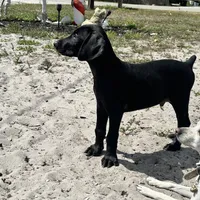 Green male, a male Doberman Pinscher for sale in Miami Beach, FL – Photo 4 of 5