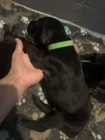 Green male, a male Doberman Pinscher for sale in Miami Beach, FL – Photo 3 of 4