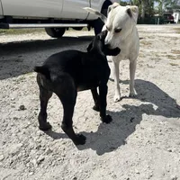 Green male, a male Doberman Pinscher for sale in Miami Beach, FL – Photo 3 of 5