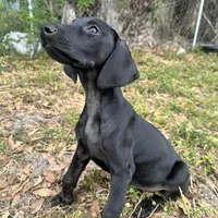 Red male, a male Doberman Pinscher for sale in Miami Beach, FL – Photo 4 of 6