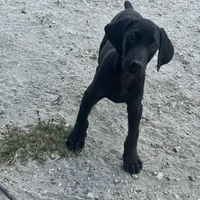 Red male, a male Doberman Pinscher for sale in Miami Beach, FL – Photo 3 of 6