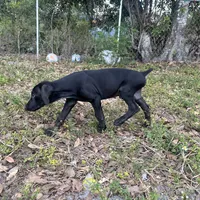 Red male, a male Doberman Pinscher for sale in Miami Beach, FL – Photo 5 of 6